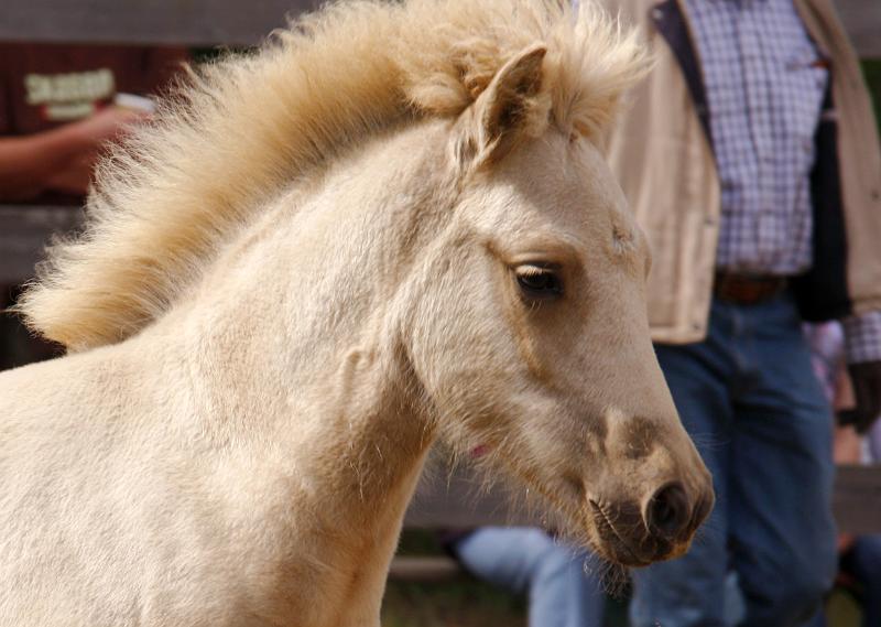 Lysir von Heidmoor f.jpg